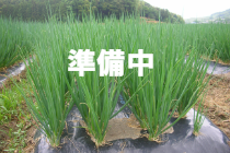 予冷出荷弥冨農園