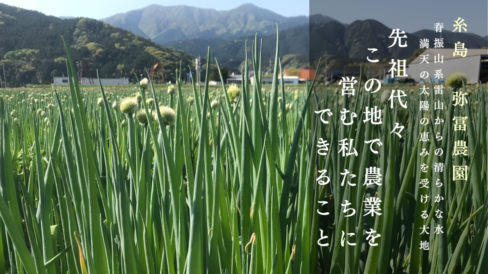 弥冨農園